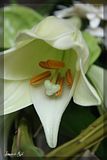 flower-1.jpg